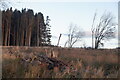 Felled conifers, Stonehill