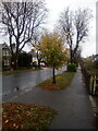 Young tree in Bradleigh Ave retains its leaves after strong winds