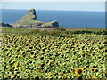 SS4187 : Rhossili - Sunflowers by Colin Smith