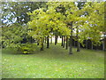 Copse off Yeomanry Drive, Baldock (2)