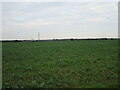 Field of oilseed rape