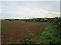 Patchy field of oilseed rape