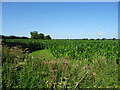 Crop field off Abbey Lane