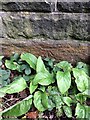 Benchmark Railway Bridge, Newlaithes Road, Horsforth