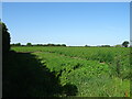 Crop field, Kirkstead