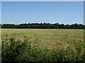 Cereal crop off the B1192, Tattershall Thorpe