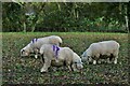 Allwood Green, Lines Farm: Large field with grazing Ryeland sheep