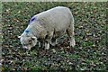 Allwood Green, Lines Farm: Large field with grazing Ryeland sheep