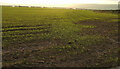 Winter crop near Mile End Farm