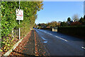 Fallen leaves along Knocknamoe Road