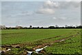 Bacton Green,  Rowell Farm: Crop