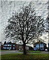 Tree along the Kingsway in Braunstone Town