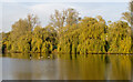 Willows and Childerditch Church Lake