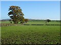 Farmland in Strensham