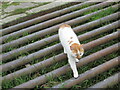 NY5801 : Farm cat crossing the grid by T  Eyre