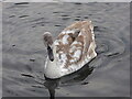 Ugly duckling turning into a swan, Faversham