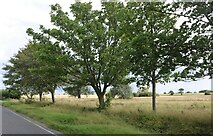 TL6344 : Trees along the road in Nosterfield End by David Howard