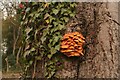 Orange fungi on a dead tree in the car park at Healing Manor (2): detail