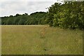 Footpath by field boundary