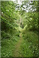 Footpath, Rogley Wood