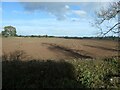 Tree shadow in a greening field