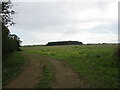 Fields and plantation near Aldwincle