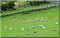 NZ0648 : Farmyard geese at Spring Well by Robert Graham
