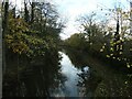 SK3607 : Ashby Canal, west of Hill's Bridge [no 54] by Christine Johnstone