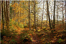 NH6455 : On a path through Bellton Wood by Julian Paren