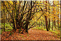 Multi-stemmed tree in Bellton Wood