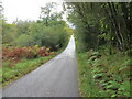 Minor road near to Ardanaiseig