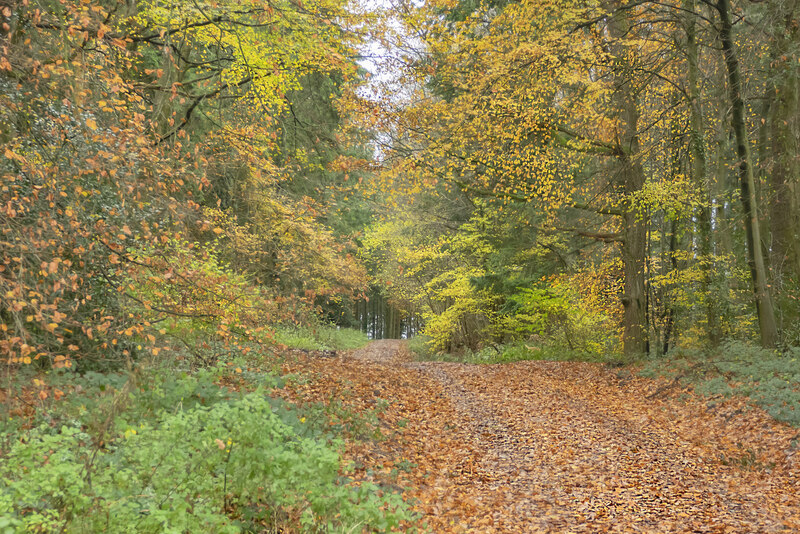 Track Into Lea Bailey Inclosures © Jonathan Billinger Cc-by-sa/2.0 ...