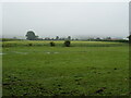 Grazing off Chapel Lane, Scamblesby