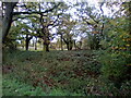 Oak trees in Hangman