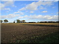 Prepared field near Muskham Wood