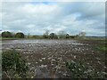 Waterlogged field, west of Painleyhill Farm