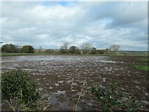 SK0333 : Waterlogged field, west of Painleyhill Farm by Christine Johnstone