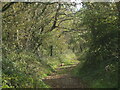 West Mendip Way wildlife