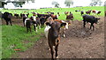 Inquisitive cattle by lane north of Underbank Farm near Gawsworth