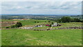 Sheep shearing at Hill of Rossenclowes above Sutton Lane Ends