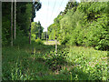 Power line through Wephurst Wood