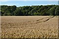 Farmland, Bisham