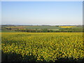 Oil-seed rape near Auchterhouse