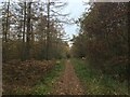 Track in Spen Banks Woods