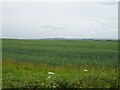 Cereal crop near Deersleap