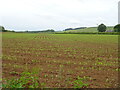 Crop field near Brinkhill