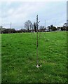 SO8072 : Sapling planted in Stourport War Memorial Park, Lower Lickhill Road, Stourport-on-Severn, Worcs by P L Chadwick