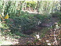 A very old pond in Leigh Woods