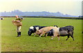 Wessex Saddlebacks, nr Horton, Gloucestershire 1990