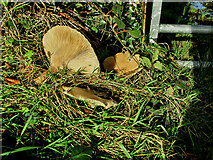 S5468 : Roadside Fungus by kevin higgins